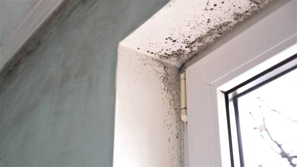 Why You Should Choose Our Mold Remediation Services in North Bellport, NY